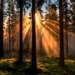 forest plot