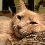 kleptocats game free online