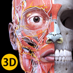 spine下载