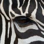 wildlife