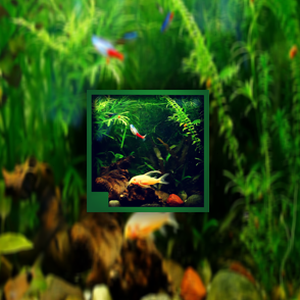 aquarium of the pacific