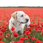 dog days are over