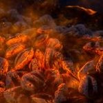 fire on fire lyrics