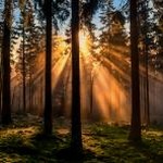 forest plot便携版