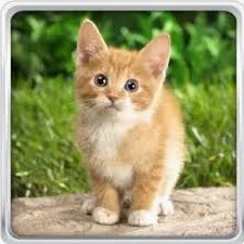 药屋猫猫图片壁纸