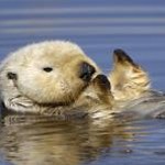otter ai