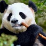 panda mouse