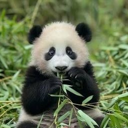 panda