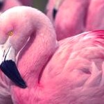 pinkerton最新