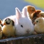 rabbitmq