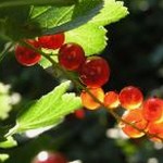 ms flora z dry syrup