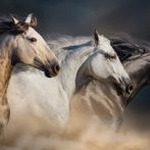 the horseman actors