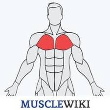 musclewiki apk
