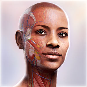 visiblebody(3d人体解剖学软件)中文版