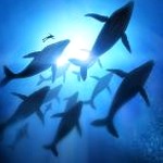 migratebaidutoamap下载