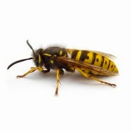 wasp 中文安装稳定版
